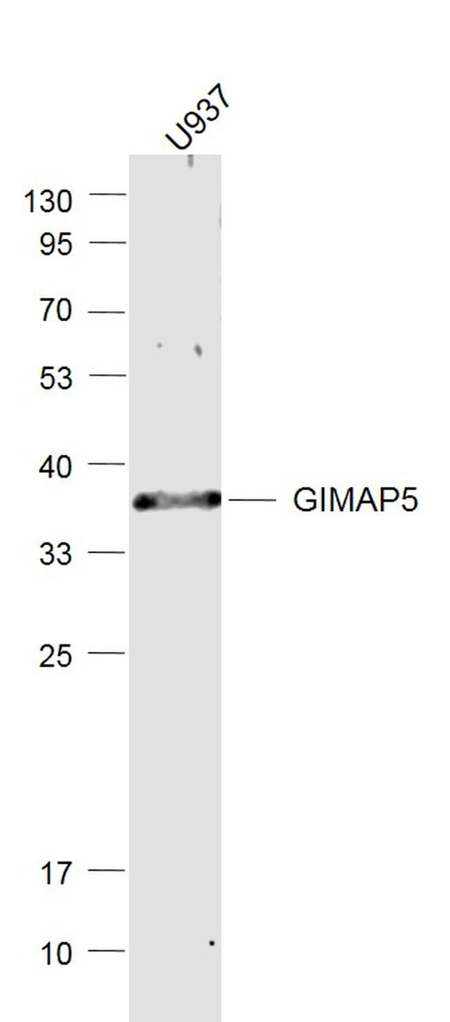 GIMAP5 Antibody in Western Blot (WB)
