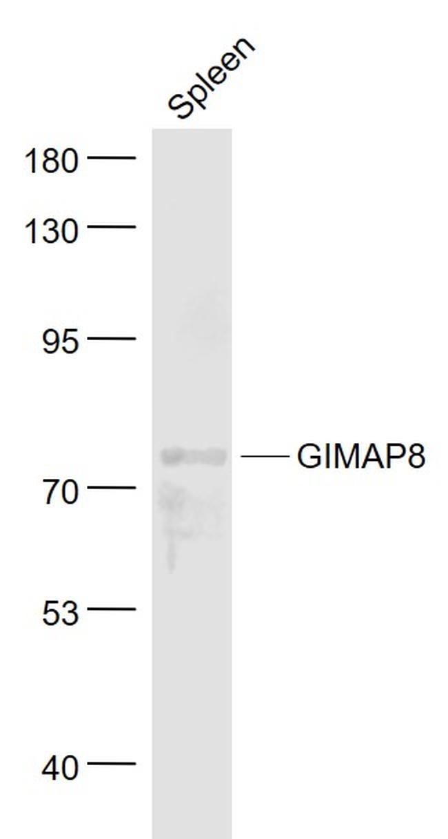 GIMAP8 Antibody in Western Blot (WB)