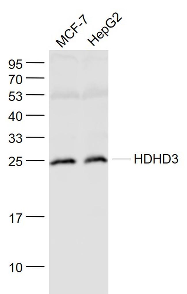 HDHD3 Antibody in Western Blot (WB)