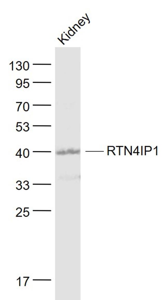NIMP Antibody in Western Blot (WB)