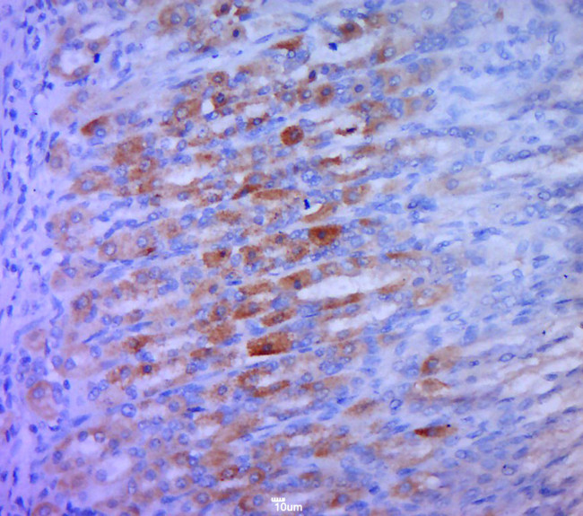 TMEM173 Antibody in Immunohistochemistry (Paraffin) (IHC (P))