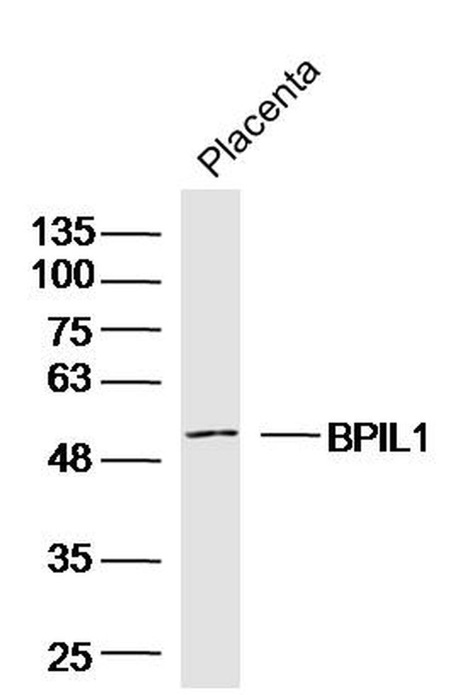 BPIL1 Antibody in Western Blot (WB)