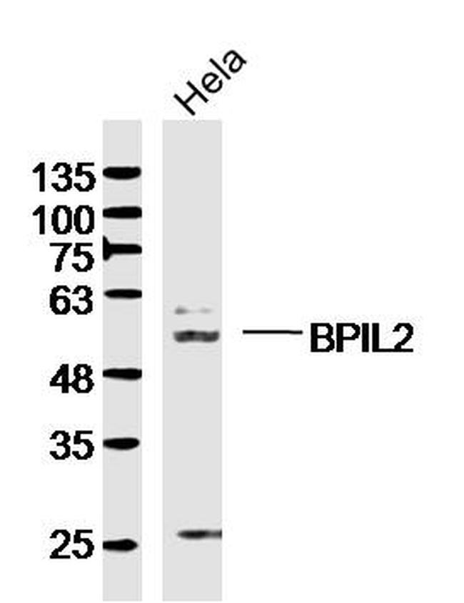 BPIL2 Antibody in Western Blot (WB)