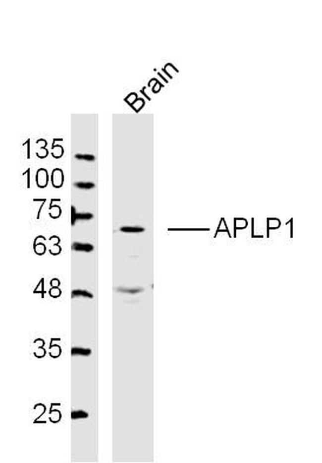 APLP1 Antibody in Western Blot (WB)