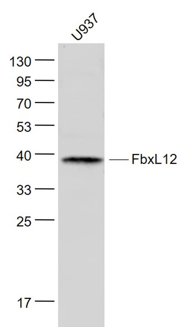 FbxL12 Antibody in Western Blot (WB)
