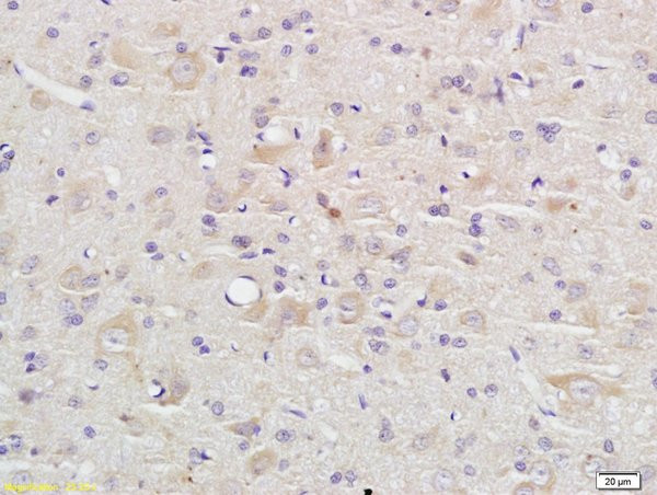 caspase-9 p10 Antibody in Immunohistochemistry (Paraffin) (IHC (P))
