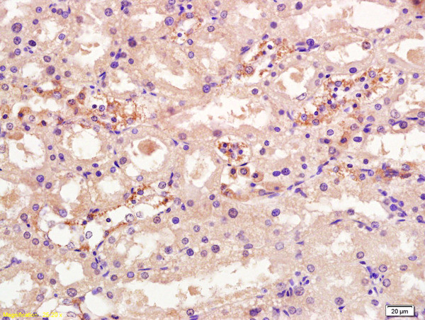 OSTM1 Antibody in Immunohistochemistry (Paraffin) (IHC (P))