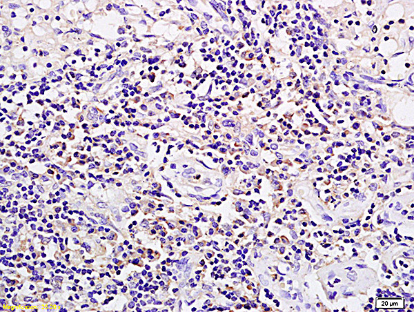 SPP24 Antibody in Immunohistochemistry (Paraffin) (IHC (P))