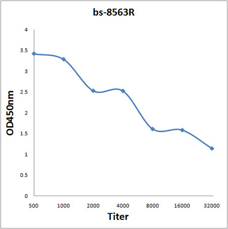 KIAA1522 Antibody in ELISA (ELISA)