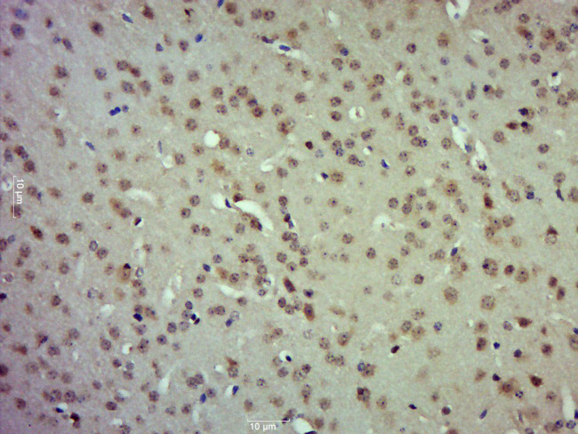 Etv5 Antibody in Immunohistochemistry (Paraffin) (IHC (P))