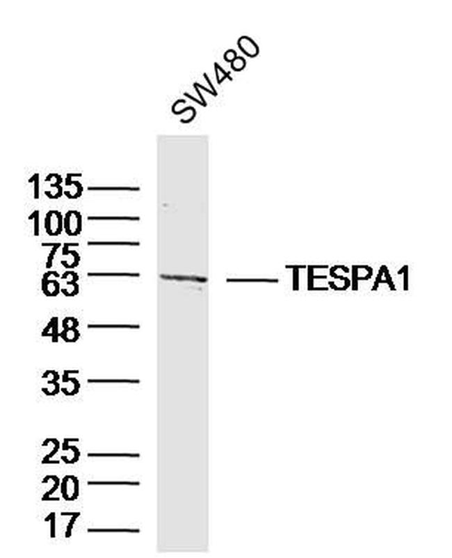 TESPA1 Antibody in Western Blot (WB)