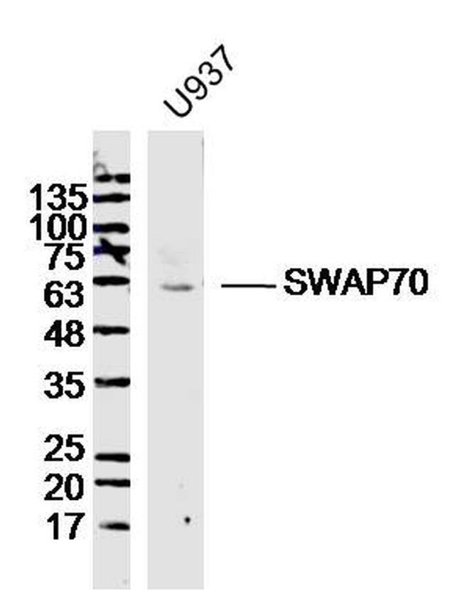 SWAP70 Antibody in Western Blot (WB)