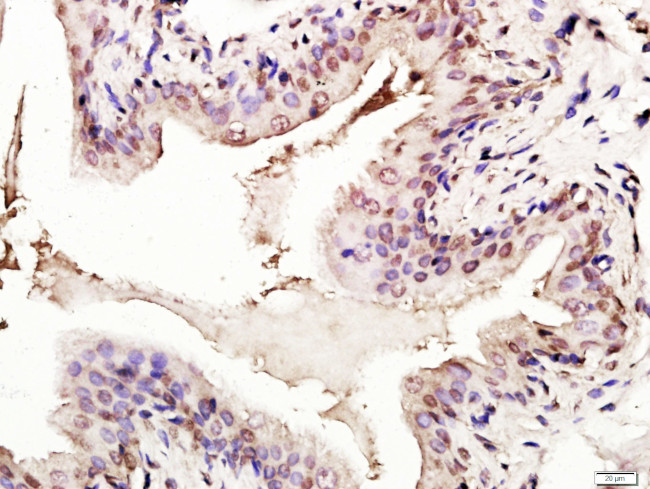 p53 FL-393 Antibody in Immunohistochemistry (Paraffin) (IHC (P))