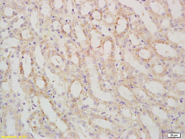 SARM1 Antibody in Immunohistochemistry (Paraffin) (IHC (P))