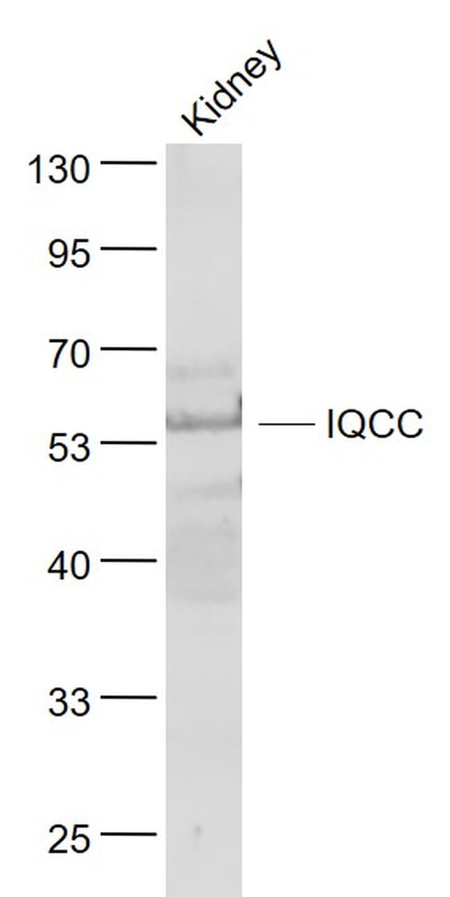 IQCC Antibody in Western Blot (WB)