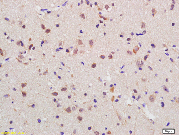 RGC32 Antibody in Immunohistochemistry (Paraffin) (IHC (P))