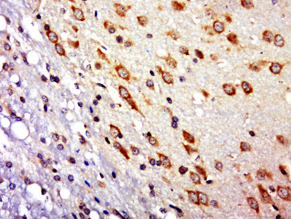 RNF10 Antibody in Immunohistochemistry (Paraffin) (IHC (P))