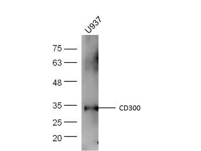 CD300A/C Antibody in Western Blot (WB)
