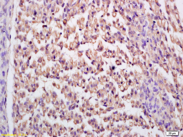 GDE3 Antibody in Immunohistochemistry (Paraffin) (IHC (P))