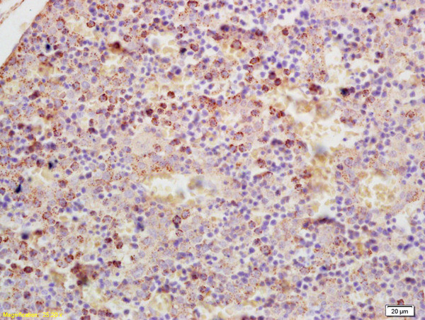 GDPD3 Antibody in Immunohistochemistry (Paraffin) (IHC (P))