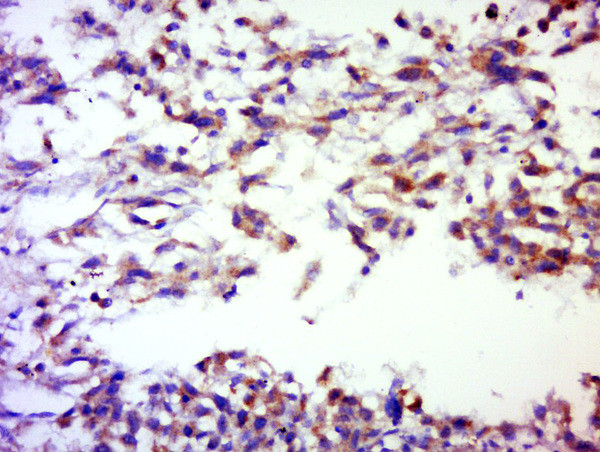 SERPINB12 Antibody in Immunohistochemistry (Paraffin) (IHC (P))