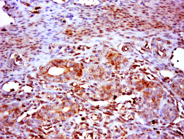 RNF14 Antibody in Immunohistochemistry (Paraffin) (IHC (P))