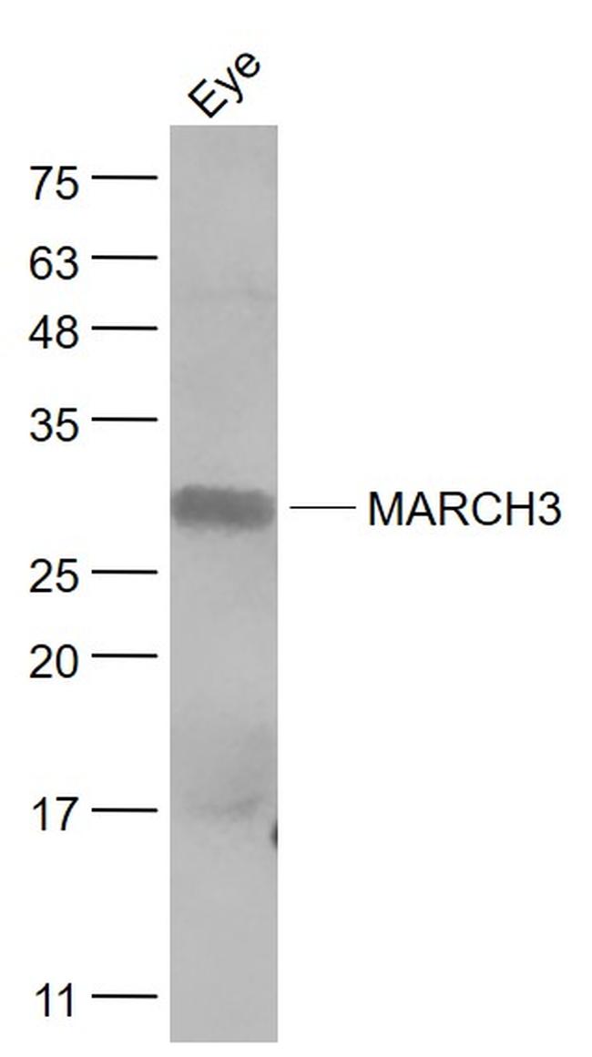 MARCH3 Antibody in Western Blot (WB)
