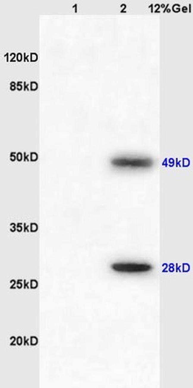 Igj Antibody in Western Blot (WB)