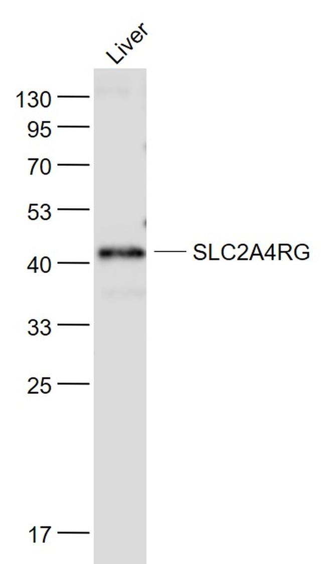 SLC2A4RG Antibody in Western Blot (WB)