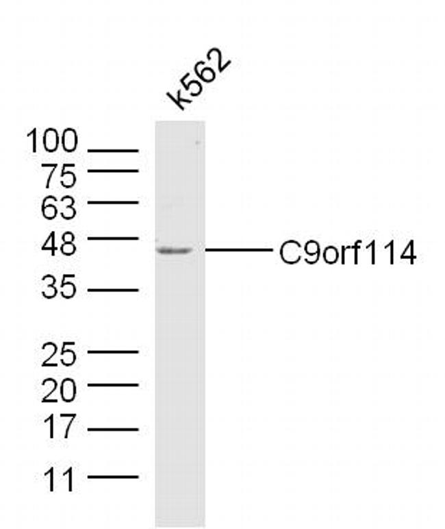 C9orf114 Antibody in Western Blot (WB)