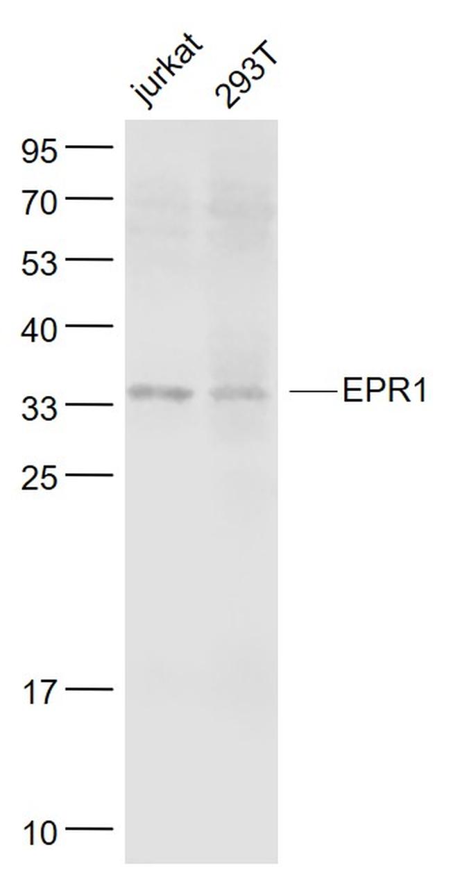EPR1 Antibody in Western Blot (WB)