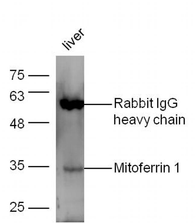 Mitoferrin 1 Antibody in Western Blot (WB)