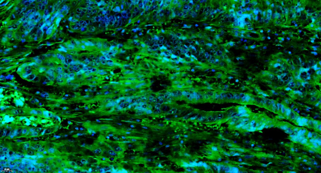 Factor H Antibody in Immunohistochemistry (Paraffin) (IHC (P))