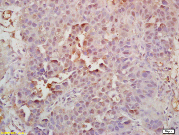 Geminin Antibody in Immunohistochemistry (Paraffin) (IHC (P))