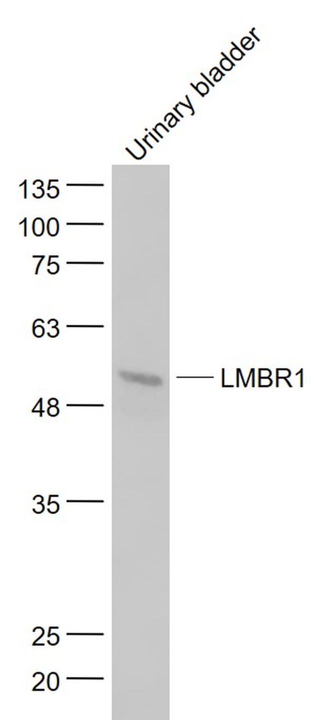 DIF14 Antibody in Western Blot (WB)