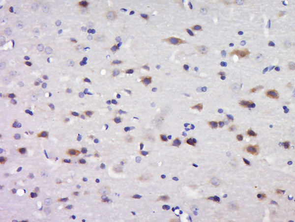 C17orf42 Antibody in Immunohistochemistry (Paraffin) (IHC (P))