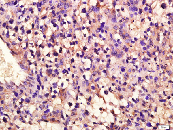 C20orf19 Antibody in Immunohistochemistry (Paraffin) (IHC (P))