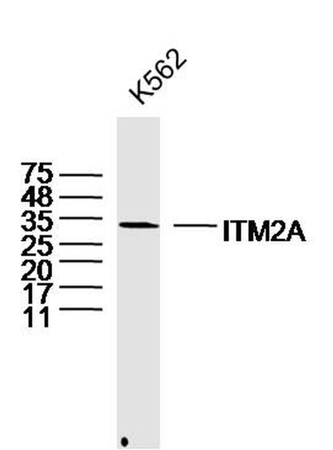 ITM2A Antibody in Western Blot (WB)