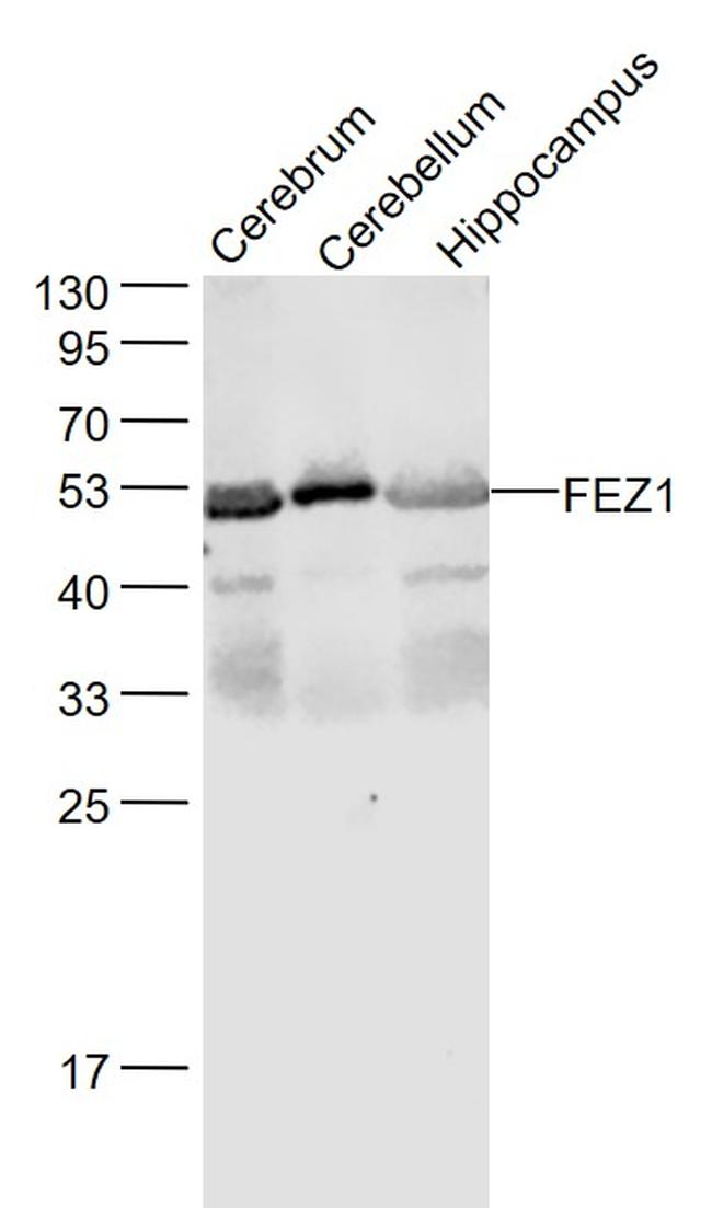 FEZ1 Antibody in Western Blot (WB)