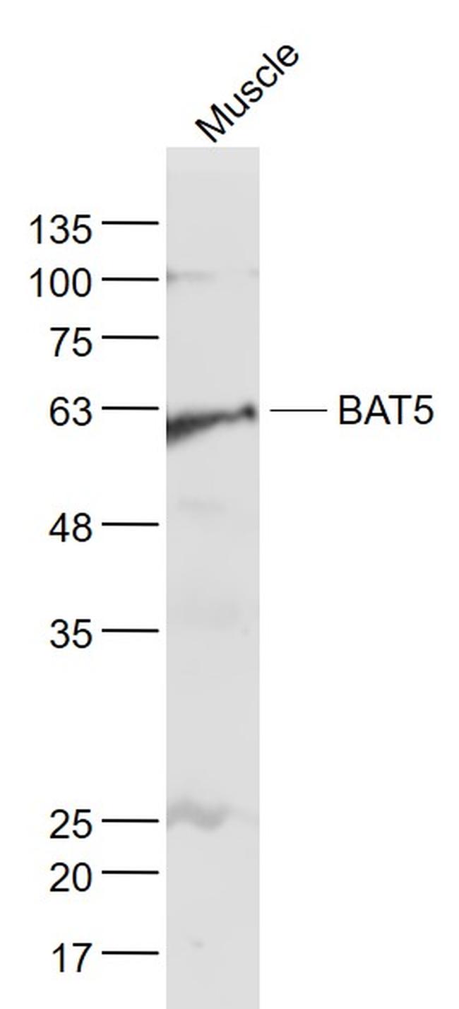 BAT5 Antibody in Western Blot (WB)
