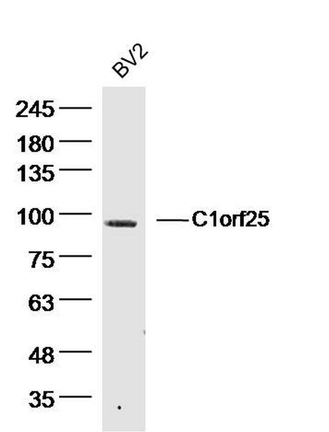 C1orf25 Antibody in Western Blot (WB)