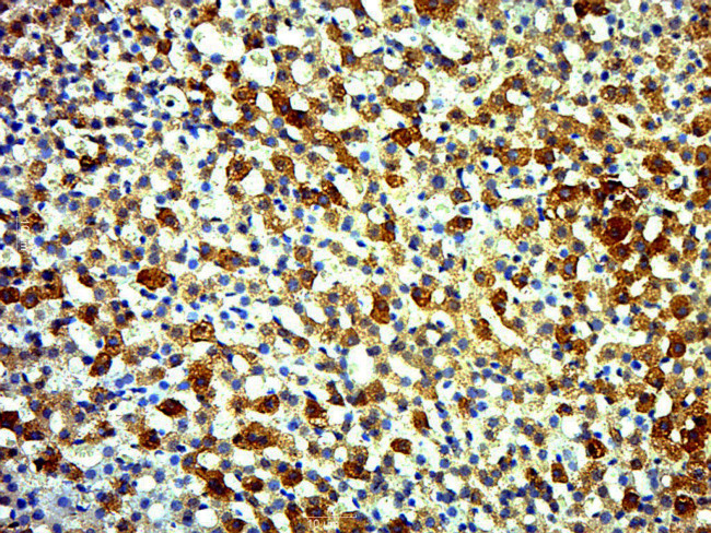 ECRG4 Antibody in Immunohistochemistry (Paraffin) (IHC (P))