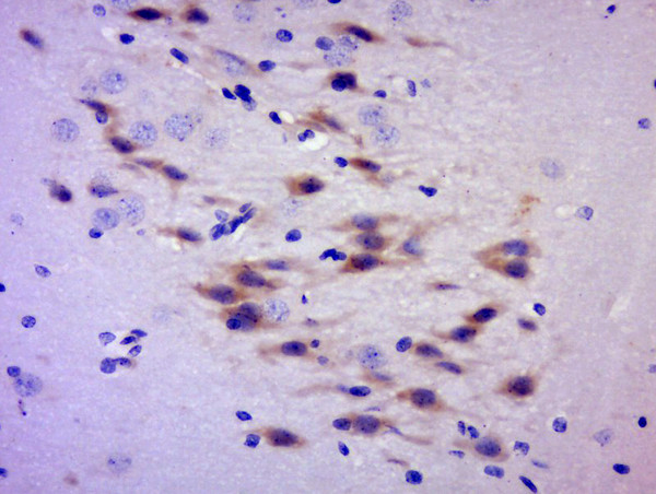 C2orf55 Antibody in Immunohistochemistry (Paraffin) (IHC (P))