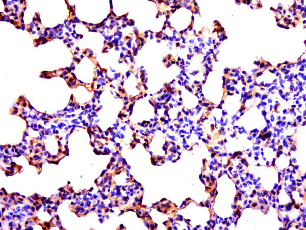 C2orf89 Antibody in Immunohistochemistry (Paraffin) (IHC (P))