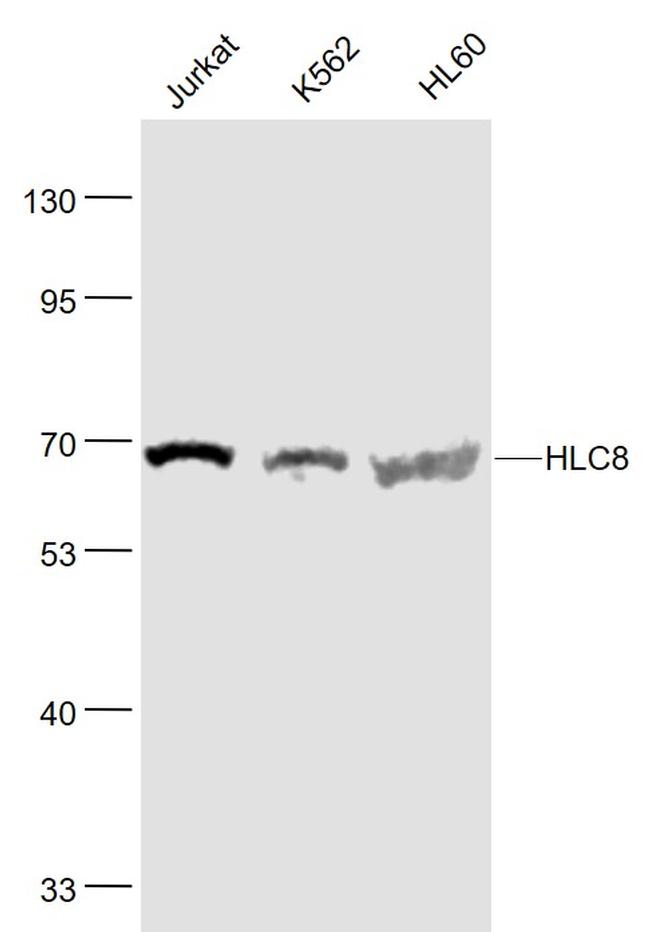HLC8 Antibody in Western Blot (WB)