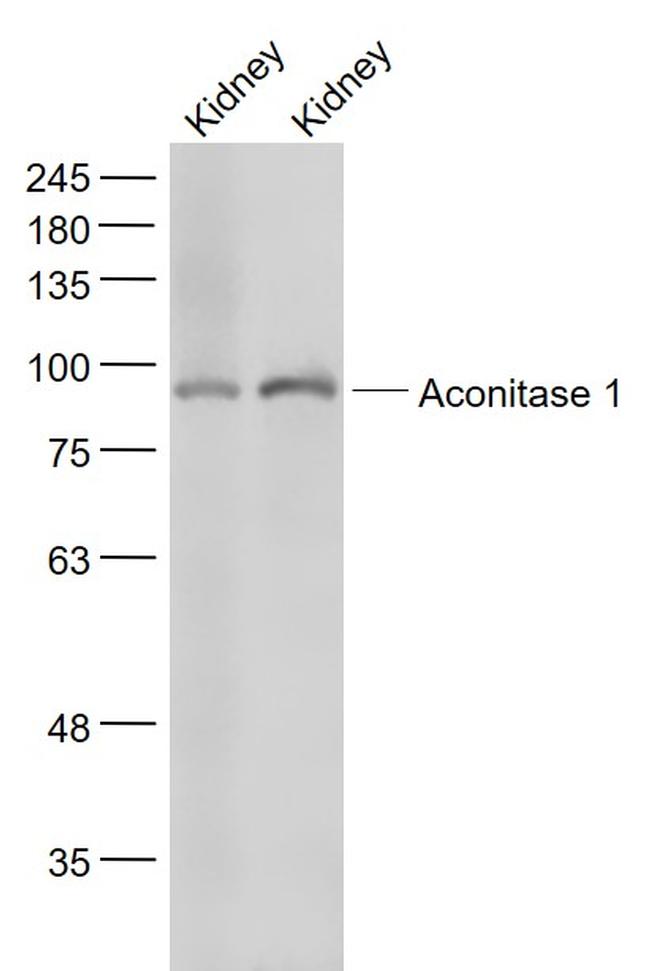 Aconitase 1 Antibody in Western Blot (WB)