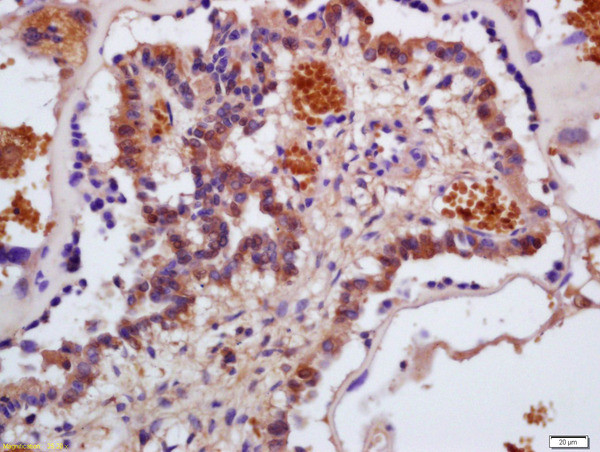 HBA1/HBA2 Antibody in Immunohistochemistry (Paraffin) (IHC (P))