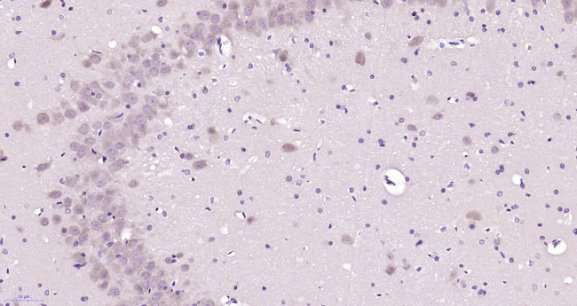 PAFAHG Antibody in Immunohistochemistry (Paraffin) (IHC (P))