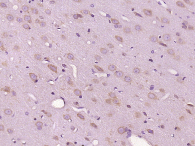 C12ORF50 Antibody in Immunohistochemistry (Paraffin) (IHC (P))