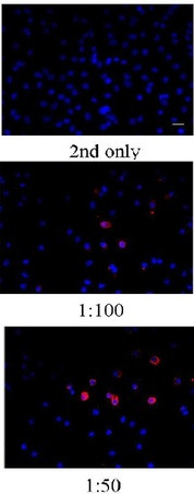 BrdU Antibody in Immunocytochemistry (ICC/IF)